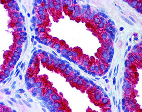 Anti-KL antibody produced in rabbit affinity isolated antibody