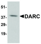 Anti-DARC antibody produced in rabbit affinity isolated antibody, buffered aqueous solution