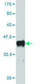Monoclonal Anti-TRAF3 antibody produced in mouse clone 1C5, purified immunoglobulin, buffered aqueous solution