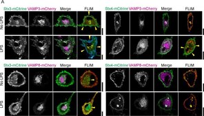 Anti-Syntaxin-3 Antibody, clone 1-146 clone 1-146, from mouse