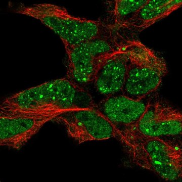 Anti-TDP2 antibody produced in rabbit Prestige Antibodies&#174; Powered by Atlas Antibodies, affinity isolated antibody