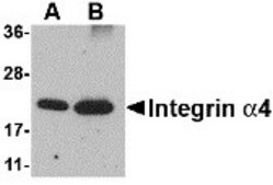Anti-Integrin alpha 4 antibody produced in rabbit affinity isolated antibody