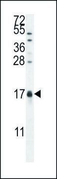 ANTI-CAMK2N1 (C-TERM) antibody produced in rabbit IgG fraction of antiserum, buffered aqueous solution