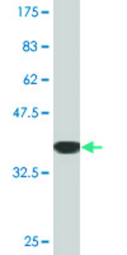 Monoclonal Anti-PANX1, (C-terminal) antibody produced in mouse clone 2E3, purified immunoglobulin, buffered aqueous solution