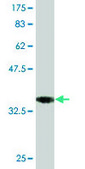 Monoclonal Anti-EBF3 antibody produced in mouse clone 1G3, purified immunoglobulin, buffered aqueous solution