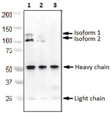 Anti-BICC1/Protein Bicaudal C Homolog 1 Antibody, clone 2D9.1 clone 2D9.1, from mouse