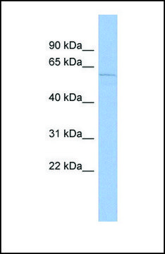 Anti-MCOLN3 antibody produced in rabbit affinity isolated antibody