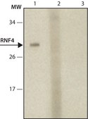Monoclonal Anti-RNF4 antibody produced in mouse clone RN.4, purified from hybridoma cell culture