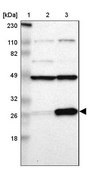 Anti-RPL14 antibody produced in rabbit Prestige Antibodies® Powered by Atlas Antibodies, affinity isolated antibody, buffered aqueous glycerol solution