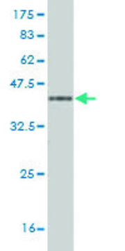 Monoclonal Anti-PCDH1 antibody produced in mouse clone 2E8, purified immunoglobulin, buffered aqueous solution