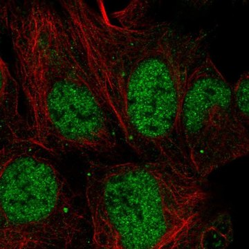 Anti-MESDC1 antibody produced in rabbit Prestige Antibodies&#174; Powered by Atlas Antibodies, affinity isolated antibody