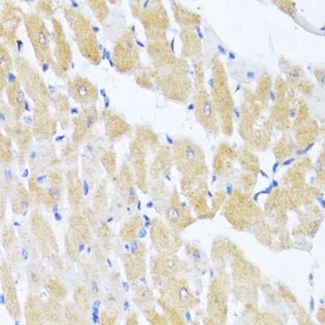 Anti-EIF2S1 antibody produced in rabbit