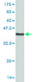 ANTI-ATOH1 antibody produced in mouse clone 4H2, purified immunoglobulin, buffered aqueous solution