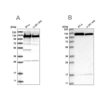 Anti-KIF5B antibody produced in rabbit Prestige Antibodies&#174; Powered by Atlas Antibodies, affinity isolated antibody