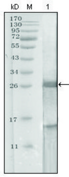 Monoclonal Anti-KLK3 antibody produced in mouse clone 5A11E9, ascites fluid