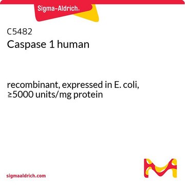 Caspase 1 human recombinant, expressed in E. coli, &#8805;5000&#160;units/mg protein