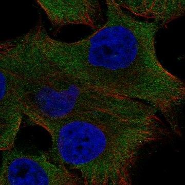 Anti-Pkd2L1 Antibody Produced In Rabbit Prestige Antibodies&#174; Powered by Atlas Antibodies, affinity isolated antibody, buffered aqueous glycerol solution