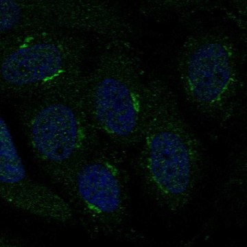 Anti-TMBIM4 antibody produced in rabbit Prestige Antibodies&#174; Powered by Atlas Antibodies, affinity isolated antibody