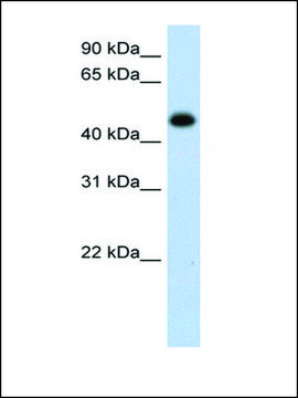 Anti-HAO1 antibody produced in rabbit affinity isolated antibody