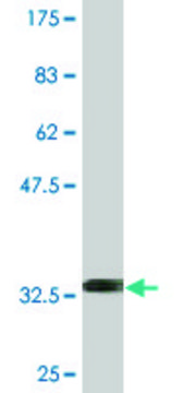 Monoclonal Anti-NXF2 antibody produced in mouse clone 4G1, purified immunoglobulin, buffered aqueous solution