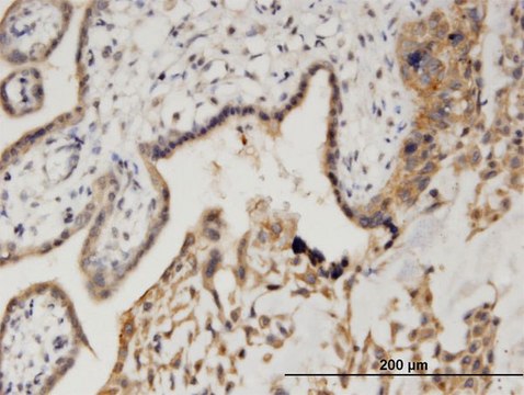 Monoclonal Anti-CAMK1D, (N-terminal) antibody produced in mouse clone 3H8, purified immunoglobulin, buffered aqueous solution