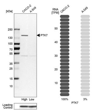 Anti-PTK7 antibody produced in rabbit Prestige Antibodies&#174; Powered by Atlas Antibodies, affinity isolated antibody, buffered aqueous glycerol solution