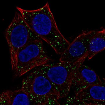 Anti-ABT1 antibody produced in rabbit Prestige Antibodies&#174; Powered by Atlas Antibodies, affinity isolated antibody