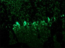 Monoclonal Anti-Neurofilament 200 antibody produced in mouse clone NE14, ascites fluid
