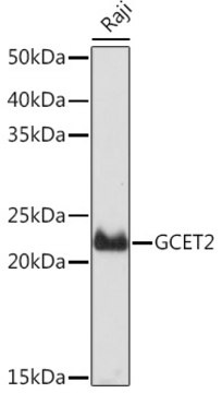 Anti-GCET2 Antibody, clone 7D1A5, Rabbit Monoclonal