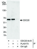 Rabbit anti-CDC20 Antibody, Affinity Purified Powered by Bethyl Laboratories, Inc.