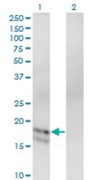 Monoclonal Anti-GCG antibody produced in mouse clone 1E2-E6, purified immunoglobulin, buffered aqueous solution