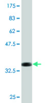 Monoclonal Anti-ITGB6 antibody produced in mouse clone 4C3, purified immunoglobulin, buffered aqueous solution