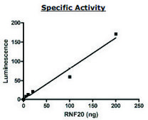 RNF20 active human recombinant, expressed in baculovirus infected Sf9 cells, ≥50% (SDS-PAGE)