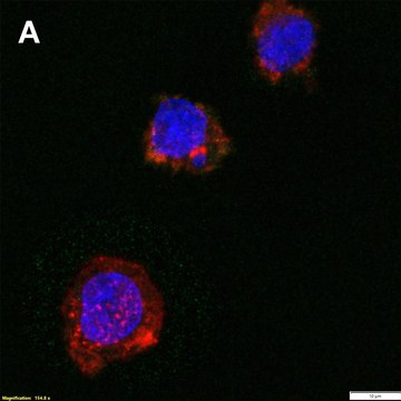 Anti-CXCL9/MIG Antibody, clone 1H13 ZooMAb&#174; Rabbit Monoclonal recombinant, expressed in HEK 293 cells