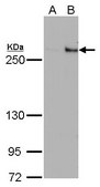 Monoclonal Anti-TET1 antibody produced in mouse clone GT1462, affinity isolated antibody, buffered aqueous solution