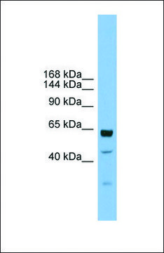 Anti-UMODL1 antibody produced in rabbit affinity isolated antibody