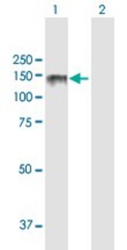 ANTI-LPIN2 antibody produced in mouse purified immunoglobulin, buffered aqueous solution