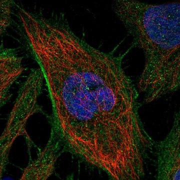 Anti-ARHGAP21 antibody produced in rabbit Prestige Antibodies&#174; Powered by Atlas Antibodies, affinity isolated antibody