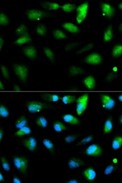 Anti-F11R antibody produced in rabbit