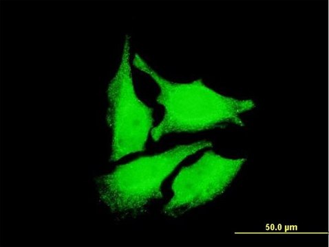 Monoclonal Anti-DEPDC1 antibody produced in mouse clone 6H1, purified immunoglobulin, buffered aqueous solution