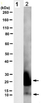 Anti-minicore HCV Antibody, clone Neo4 clone Neo4, from mouse