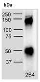 Anti-Sulf-2 Antibody, clone 2B4 clone 2B4, from mouse
