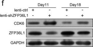 Anti-ZFP36L1 Antibody from rabbit, purified by affinity chromatography