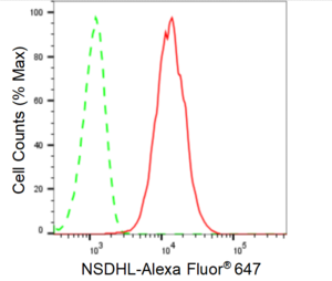 KD-Validated Anti NSDHL Antibody, clone 24GB485, Rabbit Monoclonal clone 24GB485, recombinant rabbit monoclonal, expressed in HEK293 cells
