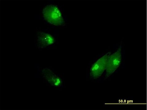 Anti-NUCB1 antibody produced in mouse purified immunoglobulin, buffered aqueous solution