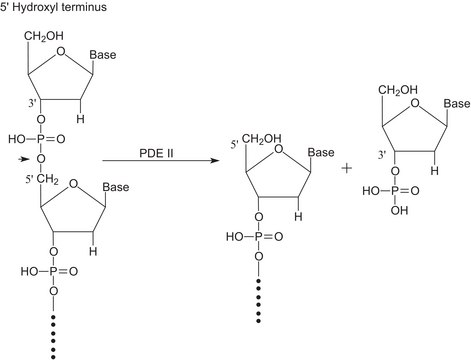 磷酸二酯酶 Ⅱ 来源于牛脾脏 lyophilized powder, &#8805;5.0&#160;units/mg protein