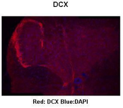 Anti-DCX (AB1) antibody produced in rabbit affinity isolated antibody