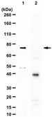 Anti-p67-phox (not Human) Antibody from rabbit, purified by affinity chromatography