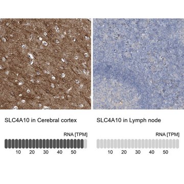 Anti-SLC4A10 antibody produced in rabbit Prestige Antibodies&#174; Powered by Atlas Antibodies, affinity isolated antibody, buffered aqueous glycerol solution