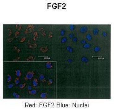 抗FGF2 兔抗 affinity isolated antibody